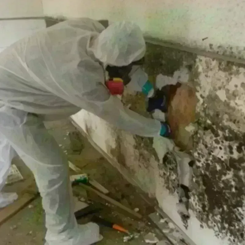 Mold Remediation and Removal in Baker County, GA